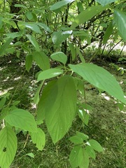 Cornus