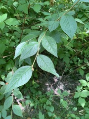 Angiospermae