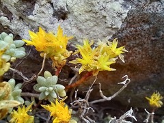 Sedum brissemoretii