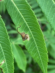 Stigmella intermedia