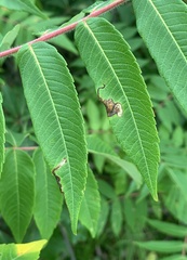 Stigmella intermedia