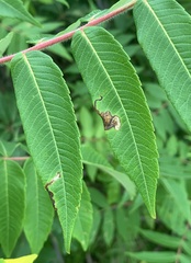 Stigmella intermedia