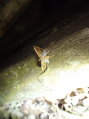Neoleucinodes alegralis
