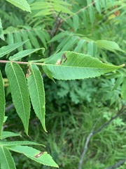 Stigmella intermedia