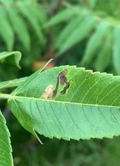 Stigmella intermedia