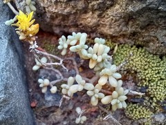 Sedum brissemoretii