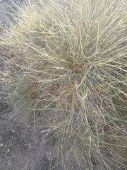 Ephedra fasciculata