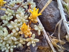 Sedum brissemoretii