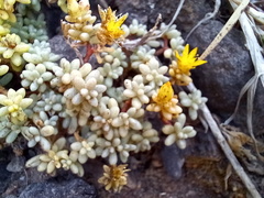 Sedum brissemoretii