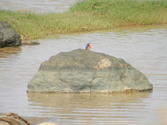 Corythornis cristatus
