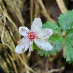 Rubus pedatus