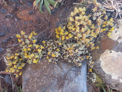 Sedum brissemoretii