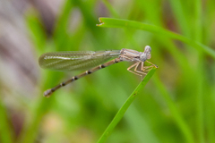 Argia nahuana