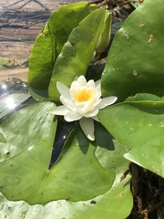 Nymphaea candida