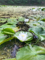 Nymphaea candida
