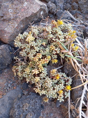 Sedum brissemoretii