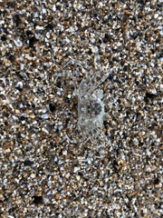 Ocypode pallidula