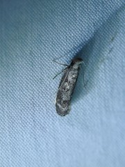 Dichomeris inversella