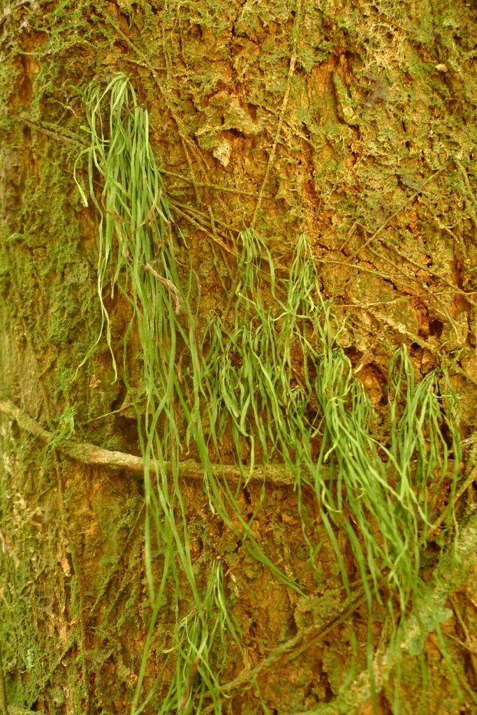 Vaginularia paradoxa