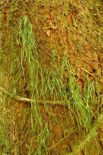 Monogramma paradoxa