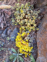 Sedum brissemoretii