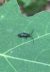 Tytthonyx erythrocephala