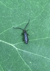 Tytthonyx erythrocephala