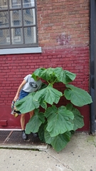 Paulownia tomentosa