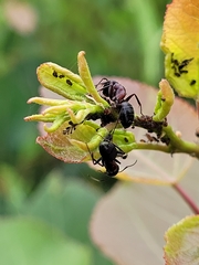 Camponotus herculeanus