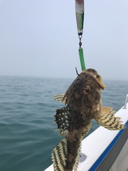 Myoxocephalus octodecemspinosus