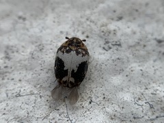 Anthrenus sophonisba