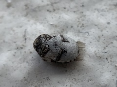 Anthrenus sophonisba