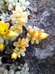 Sedum brissemoretii