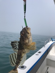 Myoxocephalus octodecemspinosus