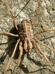 Zachaeus