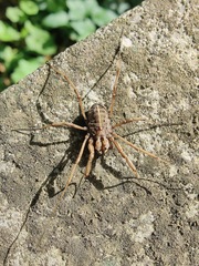 Zachaeus