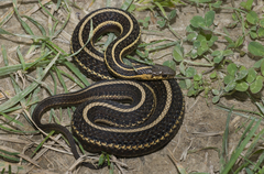 Thamnophis butleri