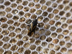 Plagiognathus moerens