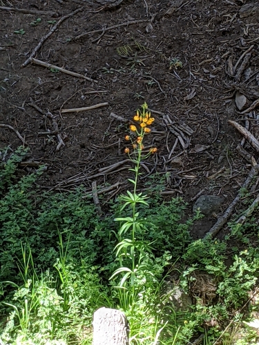 Image of Lilium kelleyanum by (c) Zac Peterson, some rights reserved (CC BY)