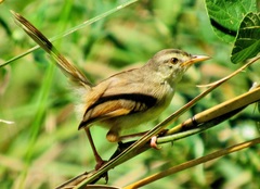 Prinia subflava pondoensis
