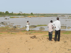 Corythornis cristatus