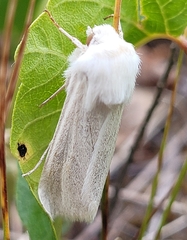 Copablepharon viridisparsa