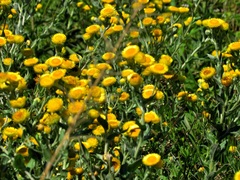 Helichrysum cooperi