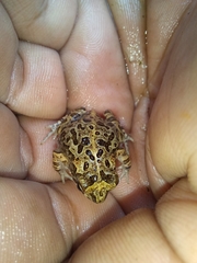 Incilius perplexus