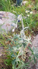 Lupinus pilosus