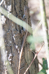 Sceloporus variabilis marmoratus