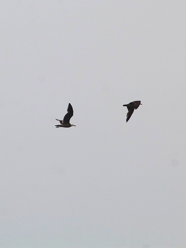 photo of Heermann's Gull (Larus heermanni)