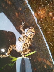 Incilius perplexus