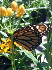 Danaus plexippus