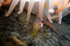 Bopyroides hippolytes